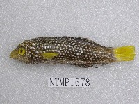 藏品(北斗阿南魚)的圖片